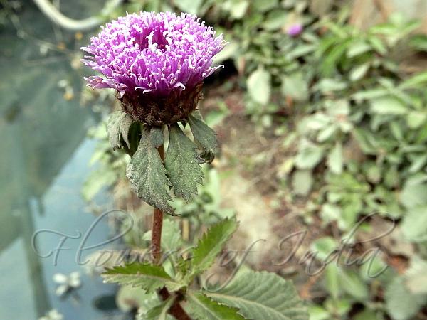 Brazilian Button Flower